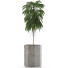 Plante en pot Simple 03 - rodolfoboscan911