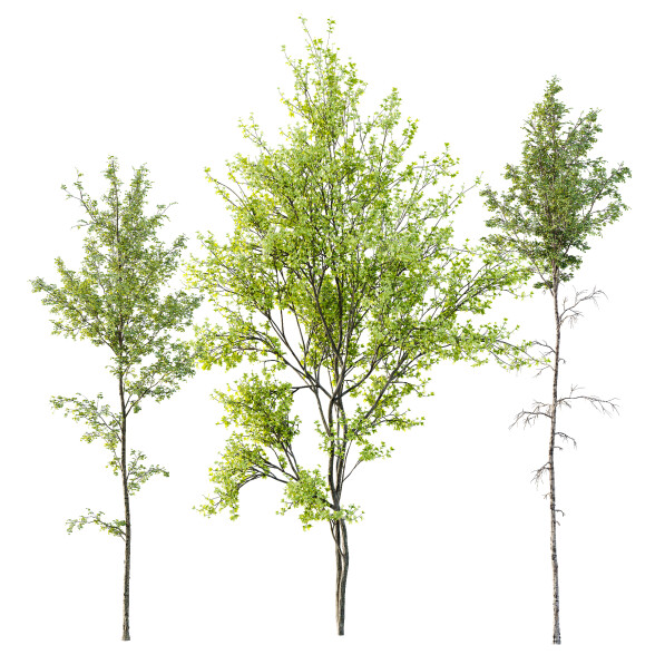 Drzewa Alnus Glutinosa and Betula Pendula Spring model 3D