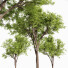 Trees Quercus Serrata and Spanish Moss - Pandora-land