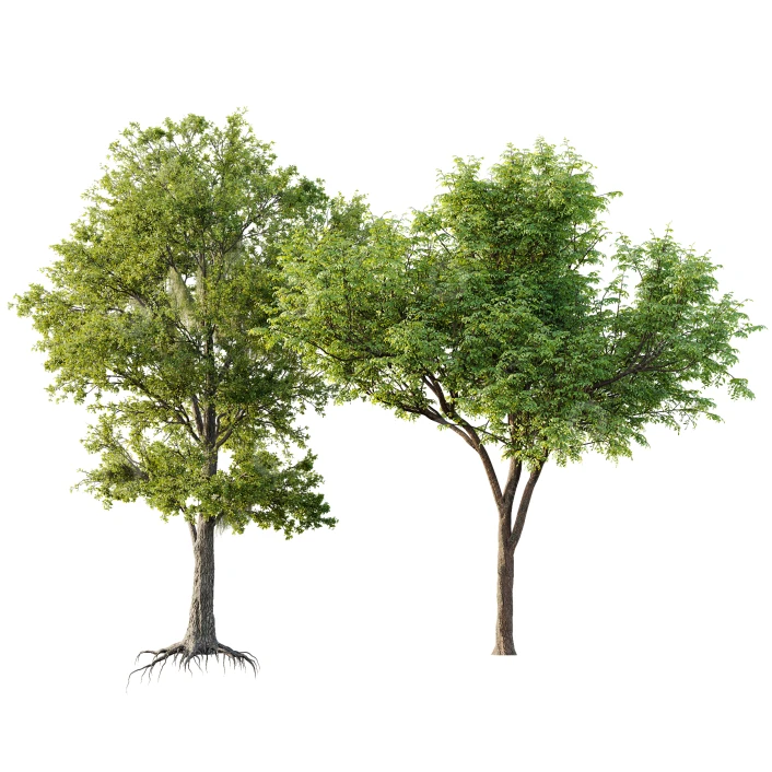 Trees Quercus Serrata and Spanish Moss 3D model