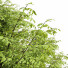 Trees Quercus Serrata and Spanish Moss - Pandora-land