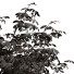 Trees Quercus Serrata and Spanish Moss - Pandora-land