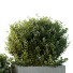 Arbres et buissons HQ Boîte de Jardin Extérieur Volume 51 - Pandora-land
