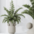 Rośliny doniczkowe HQ House ZZ Zamioculcas Zamiifolia Araceae - Pandora-land