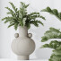 Rośliny doniczkowe HQ House ZZ Zamioculcas Zamiifolia Araceae - Pandora-land