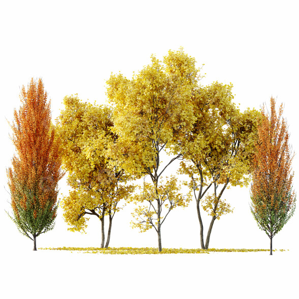 Drzewa Maple Sapindaceae and Acer Saccharinum Fall model 3D