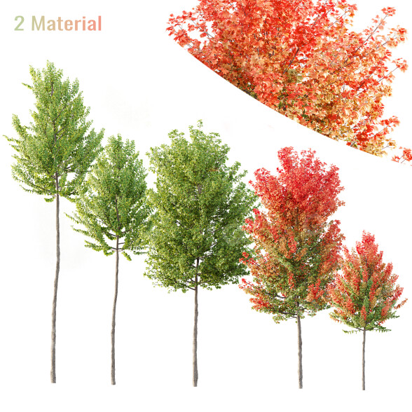 Bäume Ahorn sapindaceae 3D-Modell