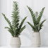Rośliny doniczkowe HQ House ZZ Zamioculcas Zamiifolia Araceae Set 02 - Pandora-land
