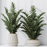 Rośliny doniczkowe HQ House ZZ Zamioculcas Zamiifolia Araceae Set 02 - Pandora-land