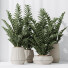 Rośliny doniczkowe HQ House ZZ Zamioculcas Zamiifolia Araceae Set 02 - Pandora-land