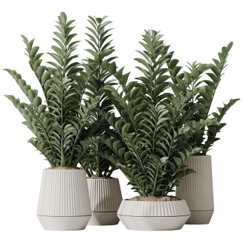 Rośliny doniczkowe  HQ House ZZ Zamioculcas Zamiifolia Araceae Set 02 Model 3D