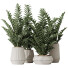 Rośliny doniczkowe HQ House ZZ Zamioculcas Zamiifolia Araceae Set 02 - Pandora-land