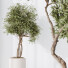 Rośliny doniczkowe HQ House Olive Artificial Olivo Olea Set 02 - Pandora-land