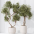 Rośliny doniczkowe HQ House Olive Artificial Olivo Olea Set 02 - Pandora-land