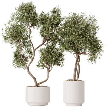 Rośliny doniczkowe  HQ House Olive Artificial Olivo Olea Set 02 Model 3D