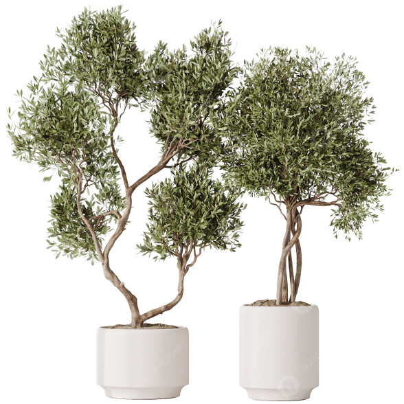 Rośliny doniczkowe HQ House Olive Artificial Olivo Olea Set 02 model 3D