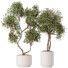 Rośliny doniczkowe HQ House Olive Artificial Olivo Olea Set 02 - Pandora-land