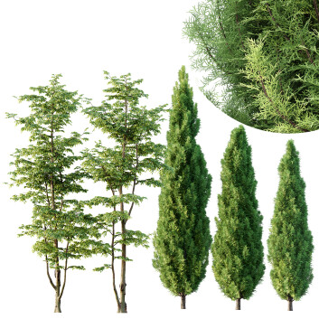 Drzewa  Carpinus Betulus and Mediterranean Cypress Model 3D
