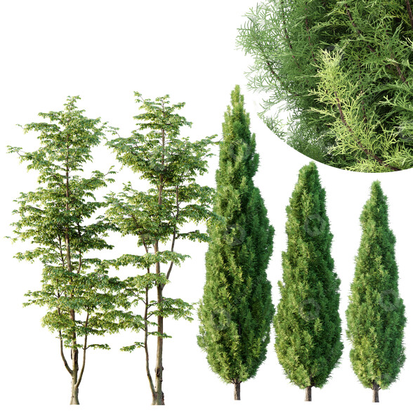 Drzewa Carpinus Betulus and Mediterranean Cypress model 3D