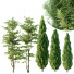 Drzewa Carpinus Betulus and Mediterranean Cypress - Pandora-land