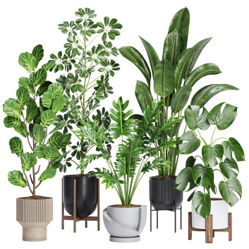 Plantas en macetas  Conjunto de interior 20 Modelo 3D