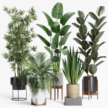 Plantas en macetas  Conjunto de interior 22 Modelo 3D
