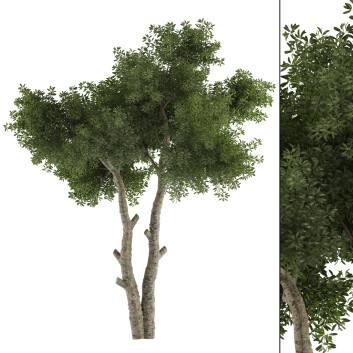 Baum  Breitblättrige Sammlung Set 01 3D-Modell