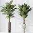 Rośliny doniczkowe HQ House Licuala Grandis Ruffled Fan Palm Set 02 - Pandora-land