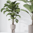 Rośliny doniczkowe HQ House Licuala Grandis Ruffled Fan Palm Set 02 - Pandora-land