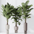 Rośliny doniczkowe HQ House Licuala Grandis Ruffled Fan Palm Set 02 - Pandora-land