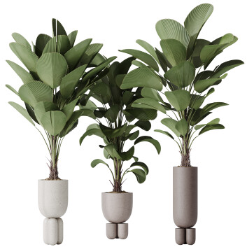 Rośliny doniczkowe  HQ House Licuala Grandis Ruffled Fan Palm Set 02 Model 3D