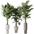 Rośliny doniczkowe HQ House Licuala Grandis Ruffled Fan Palm Set 02 - Pandora-land