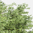 Drzewa Sweet Chestnut and Bush Leaf - Pandora-land