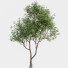 Drzewa Sweet Chestnut and Bush Leaf - Pandora-land