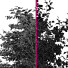 Drzewa Sweet Chestnut and Bush Leaf - Pandora-land