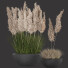 Rośliny doniczkowe Pampas and Grass - goddess363-42139