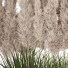 Rośliny doniczkowe Pampas and Grass - goddess363-42139