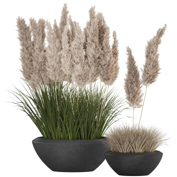 Topfpflanzen  Pampas und gras 3D-Modell