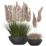 Rośliny doniczkowe Pampas and Grass - goddess363-42139