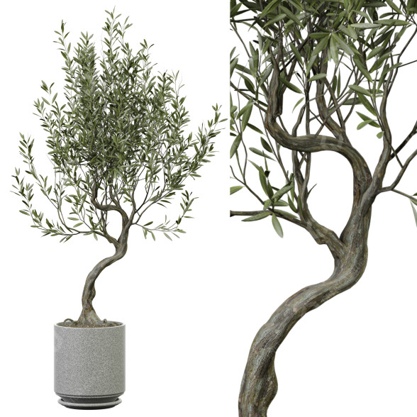 Plante en pot Plantes d'intérieur 324 modèle 3D