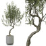 Plante en pot Plantes d'intérieur 324 - uniquevry