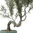 Plante en pot Plantes d'intérieur 325 - uniquevry