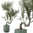 Plante en pot Plantes d'intérieur 325 - uniquevry
