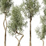 Plantes en pot Plantes d'intérieur 327 - uniquevry
