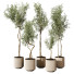 Plantes en pot Plantes d'intérieur 327 - uniquevry