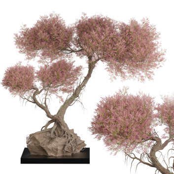 Baum auf Stein  Zimmerpflanzen 460 3D-Modell
