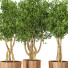 Potted Plants Indoor Vol 18 - uniquevry