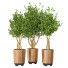Potted Plants Indoor Vol 18 - uniquevry