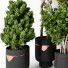 Potted Plants Indoor Vol 22 - uniquevry