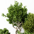 Potted Plants Indoor Vol 22 - uniquevry